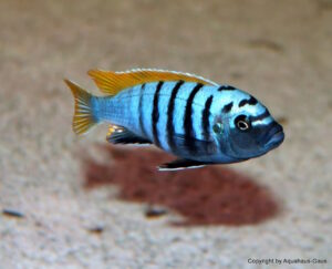 Cynotilapia zebroides 'Jalo Reef'